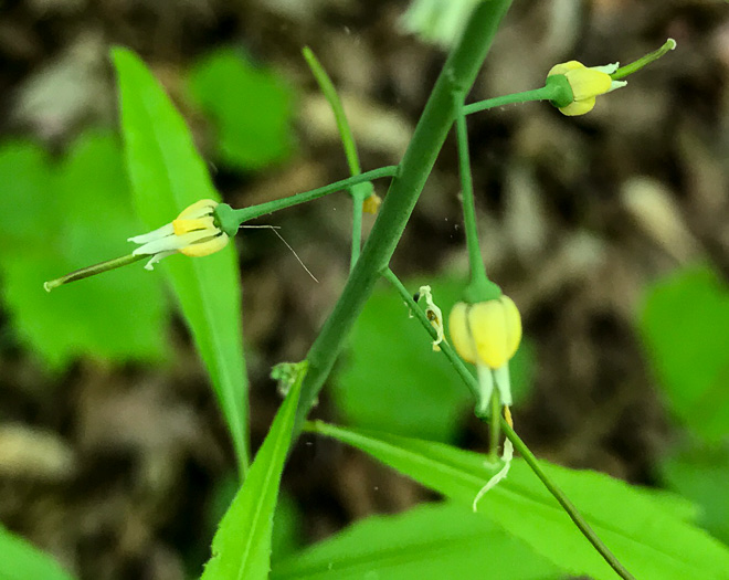 image of Borodinia canadensis, Canada Rockcress, Sicklepod