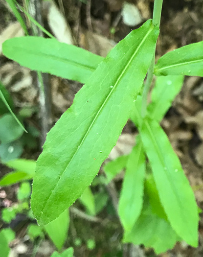 leaf or frond of Boechera canadensis, Canada Rockcress, Sicklepod