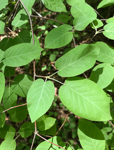 image of Amelanchier arborea, Downy Serviceberry, Sarvisberry