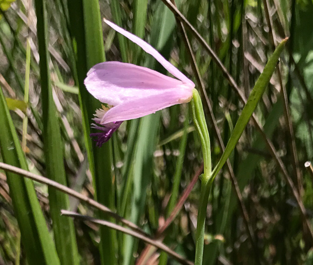 image of Pogonia ophioglossoides, Rose Pogonia, Snakemouth Orchid, Beardflower, Addermouth