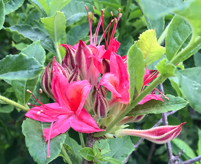 image of Rhododendron cumberlandense, Cumberland Azalea, Baker's Azalea