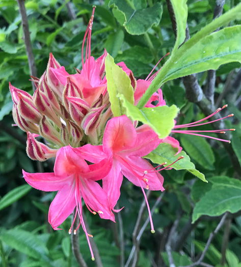 image of Rhododendron cumberlandense, Cumberland Azalea, Baker's Azalea