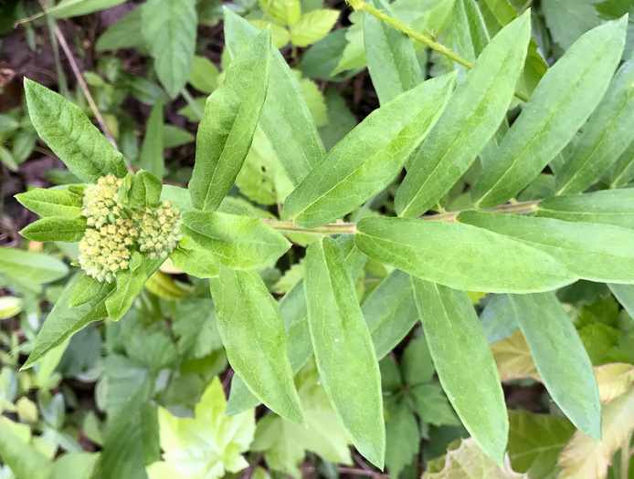 image of Asclepias tuberosa var. tuberosa, Butterfly Milkweed, Eastern Butterflyweed, Pleurisy Root, Wind Root