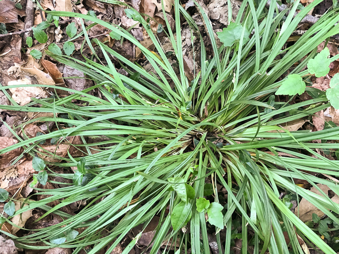 image of Carex abscondita, Thicket Sedge