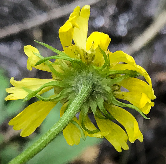 image of Helenium brevifolium, Littleleaf Sneezeweed, Shortleaf Sneezeweed