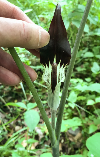 image of Arisaema species 2, Jack-in-the-Pulpit