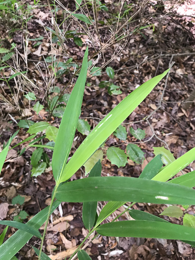 image of Arundinaria appalachiana, Hill Cane