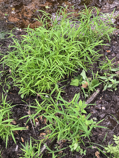 image of Leersia oryzoides, Rice Cutgrass