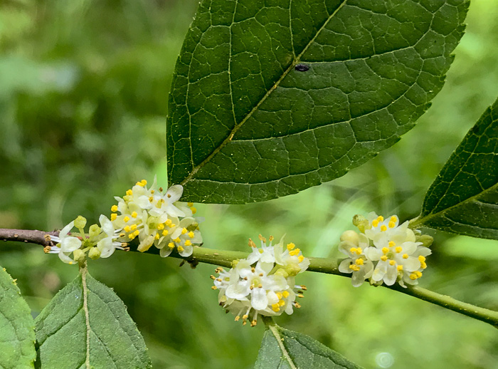 Downy Winterberry