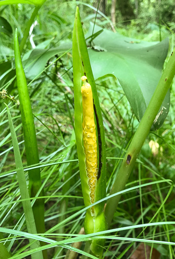 Peltandra virginica, Green Arrow-arum, Tuckahoe
