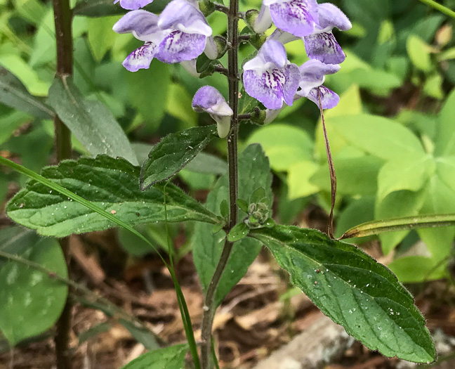 image of Scutellaria elliptica var. elliptica, Hairy Skullcap, Elliptic-leaved Skullcap