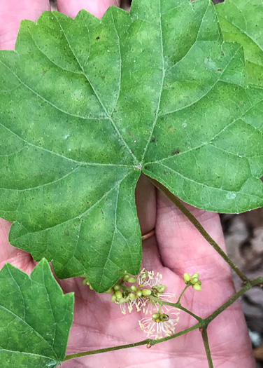 image of Muscadinia rotundifolia var. rotundifolia, Muscadine, Scuppernong