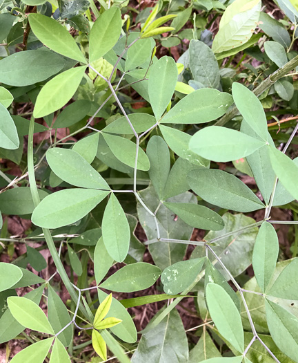 image of Baptisia albescens, Narrow-pod White Wild Indigo, Spiked Wild Indigo