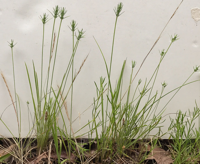 image of Plantago aristata, Bracted Plantain, Large-bracted Plantain, Buckhorn Plantain