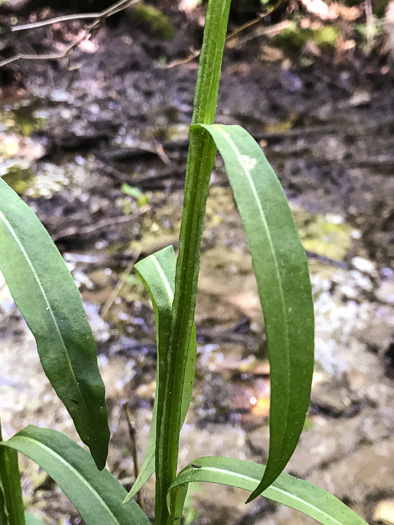 Littleleaf Sneezeweed