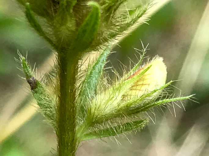 image of Tephrosia spicata, Spiked Hoary-pea, Brown-hair Tephrosia, Tawny Goat's Rue