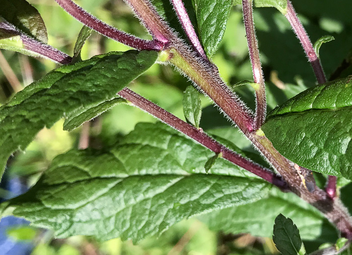 image of Solidago rugosa var. celtidifolia, Hackberry-leaf Goldenrod