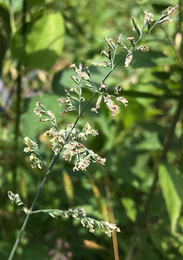 flower of Poa compressa, Canada Bluegrass, Flat-stemmed Bluegrass