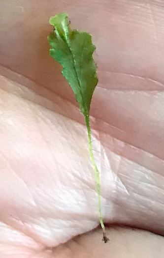image of Didymoglossum petersii, Dwarf Filmy-fern, Bristle Fern, Peters' Filmy Fern