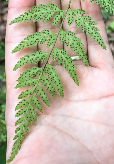 image of Cystopteris protrusa, Lowland Bladder Fern, Spreading Bladder Fern