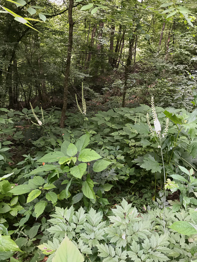 image of Actaea racemosa, Common Black Cohosh, Early Black Cohosh, Black Snakeroot, black bugbane