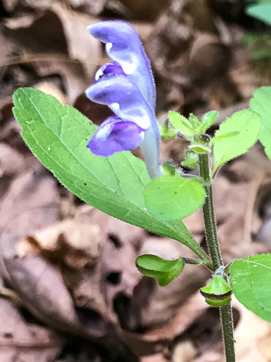 image of Scutellaria elliptica var. elliptica, Hairy Skullcap, Elliptic-leaved Skullcap