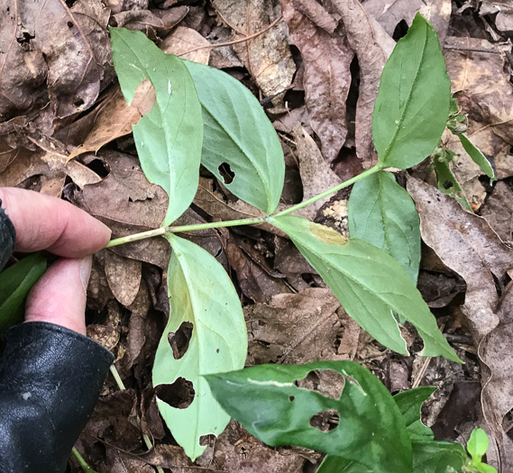 image of Stellaria pubera, Giant Chickweed, Star Chickweed, Great Chickweed, Common Starwort