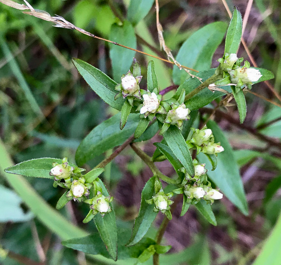 Sericocarpus caespitosus, Toothed Whitetop Aster