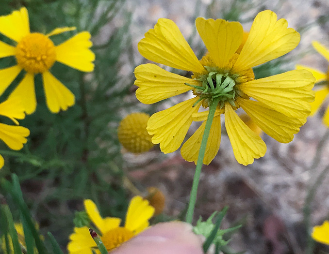 image of Helenium amarum, Bitterweed, Yellow Sneezeweed, Bitter Sneezeweed