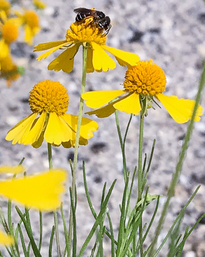 image of Helenium amarum, Bitterweed, Yellow Sneezeweed, Bitter Sneezeweed