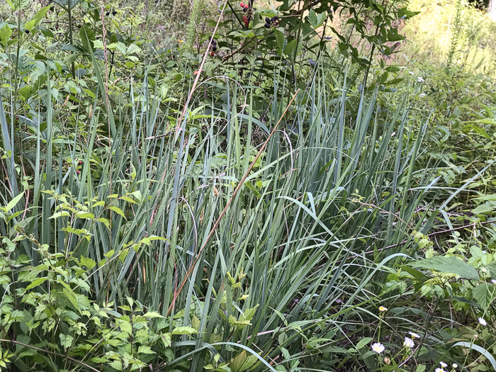 image of Sorghastrum nutans, Yellow Indiangrass, Prairie Indiangrass