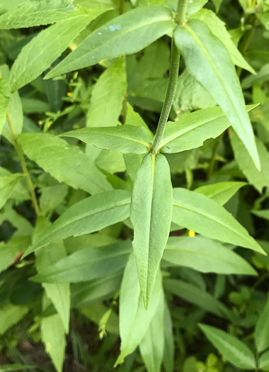 image of Phlox carolina, Carolina Phlox, Thick-leaf Phlox, Giant Phlox