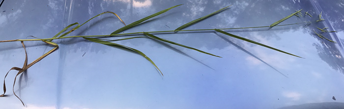 image of Bromus pubescens, Hairy Woodland Brome, Common Eastern Brome, Canada Brome