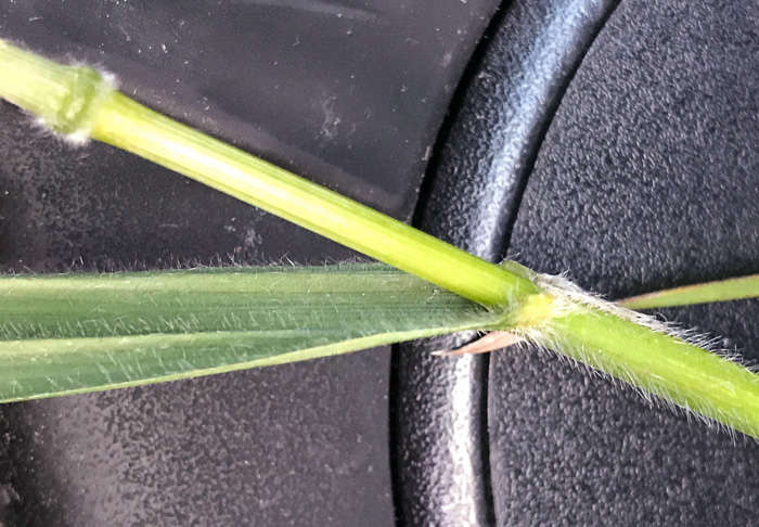 image of Bromus pubescens, Hairy Woodland Brome, Common Eastern Brome, Canada Brome