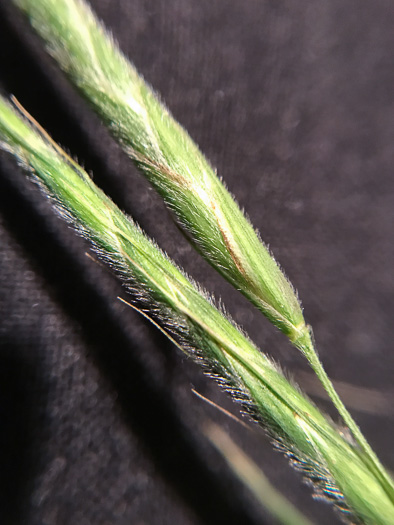 flower of Bromus pubescens, Hairy Woodland Brome, Common Eastern Brome, Canada Brome