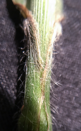 image of Bromus pubescens, Hairy Woodland Brome, Common Eastern Brome, Canada Brome