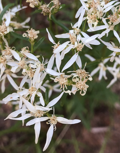 image of Sericocarpus linifolius, Narrowleaf Whitetop Aster, Slender Whitetop Aster