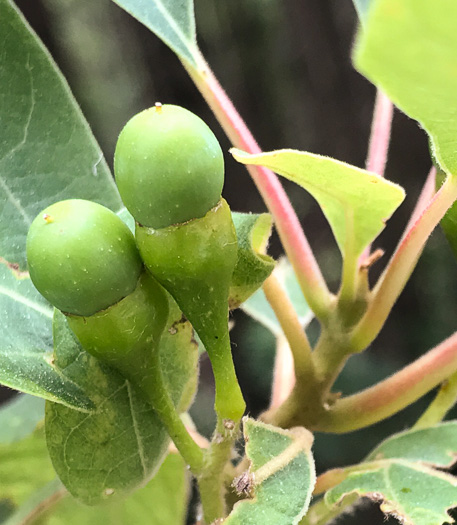 image of Sassafras albidum, Sassafras