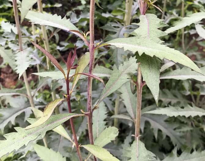 image of Aureolaria flava, Smooth False Foxglove, Smooth Oak-leach, Smooth Yellow False Foxglove