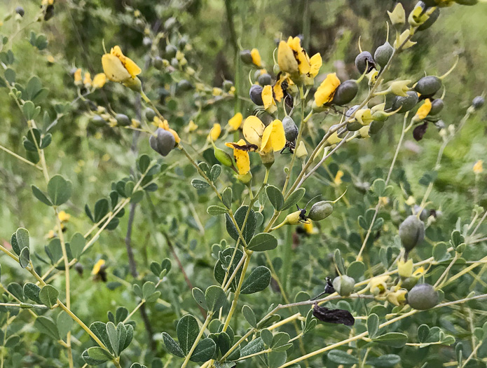 image of Baptisia tinctoria, Horsefly Weed, Yellow Wild Indigo, Yellow False-indigo, Rattleweed