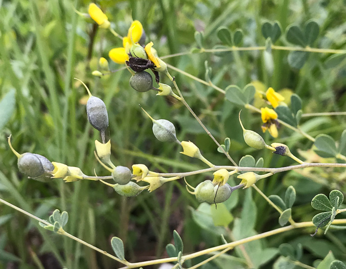 fruit of Baptisia tinctoria, Horsefly Weed, Yellow Wild Indigo, Yellow False-indigo, Rattleweed