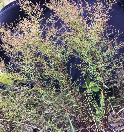 image of Lechea racemulosa, Racemose Pinweed, Appalachian Pinweed, Oblong-fruit Pinweed