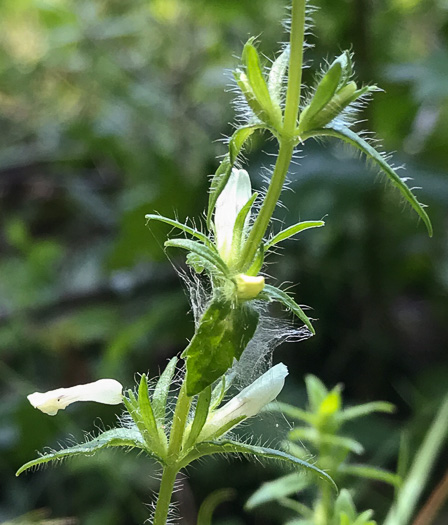 image of Sophronanthe pilosa, Shaggy Hedge-hyssop, Pilose Hedge-hyssop