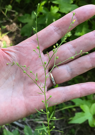 image of Linum striatum, Ridgestem Yellow Flax, Ridged Yellow Flax