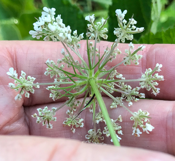 image of Daucus carota ssp. carota, Queen Anne's Lace, Wild Carrot, Bird's Nest