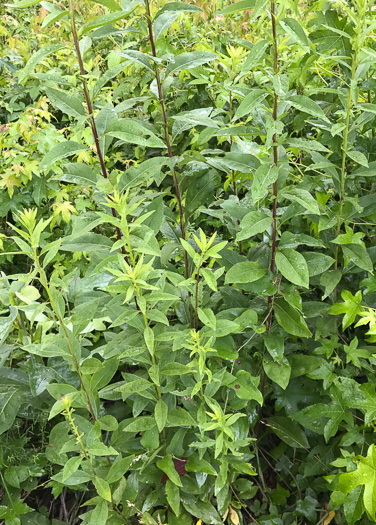 image of Solidago speciosa, Showy Goldenrod, Noble Goldenrod