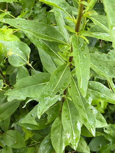 image of Solidago speciosa, Showy Goldenrod, Noble Goldenrod