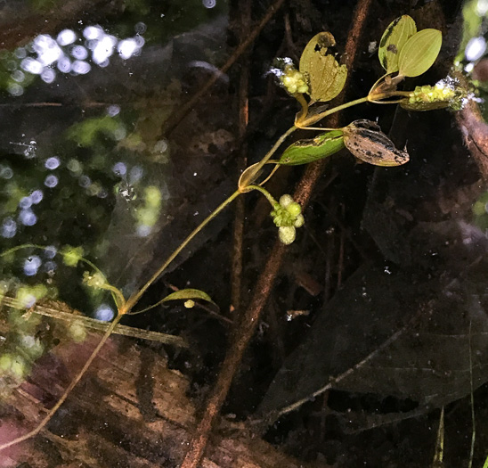 image of Potamogeton diversifolius, Common Snailseed Pondweed, Waterthread Pondweed