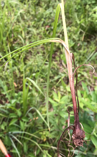 image of Cyperus echinatus, Roundhead Flatsedge, Globe Flatsedge