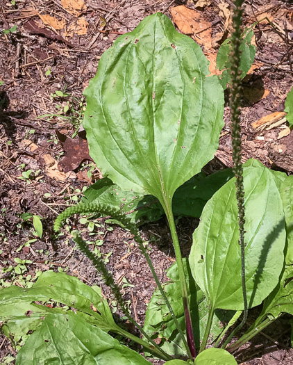 Plantago rugelii, American Plantain, Broad-leaved Plantain, Blackseed Plantain, Rugel’s Plantain